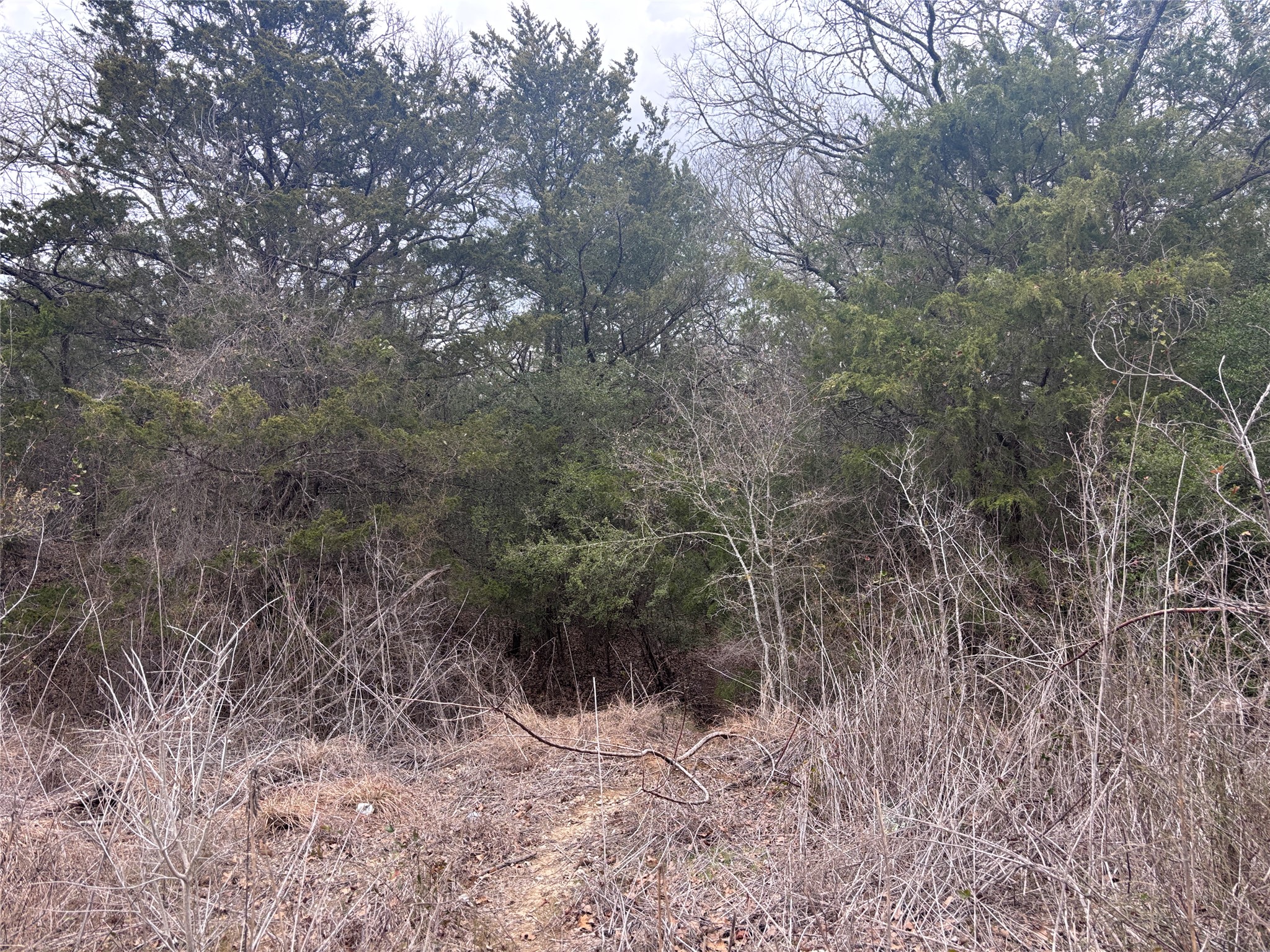Tbd Pearson Road Dale, TX 78616 - Photo 2 of 7 a view of a forest with trees in the background