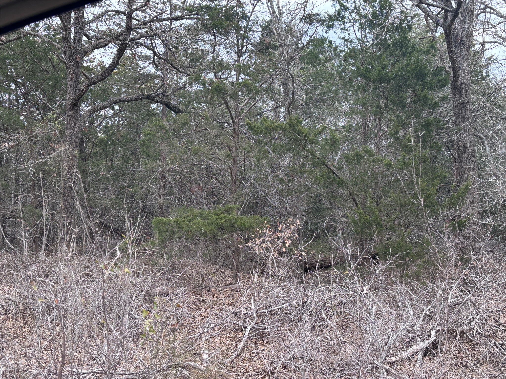 Tbd Pearson Road Dale, TX 78616 - Photo 3 of 7 a view of a forest with tall trees
