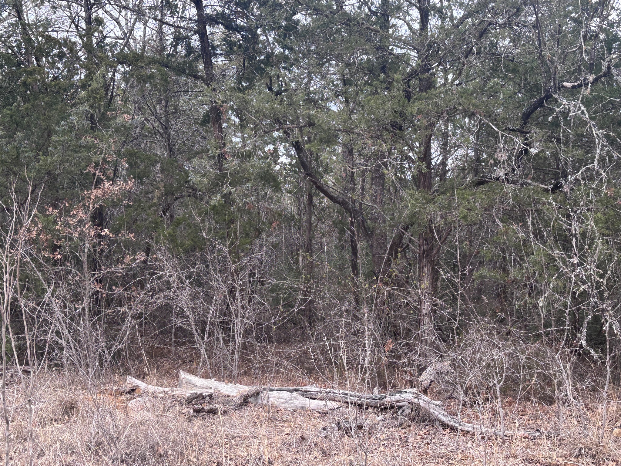 Tbd Pearson Road Dale, TX 78616 - Photo 4 of 7 a picture of tree