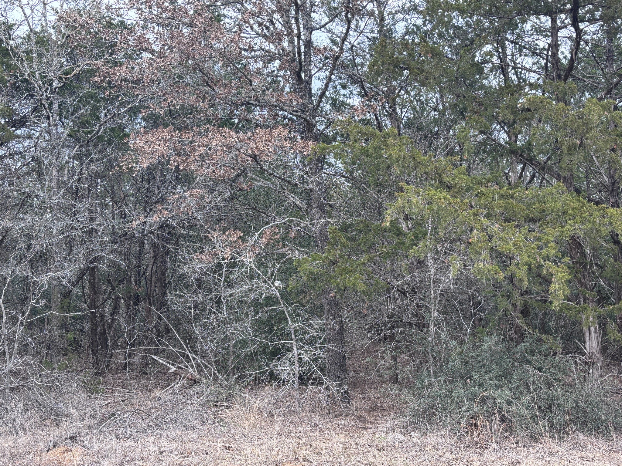 Tbd Pearson Road Dale, TX 78616 - Photo 5 of 7 a view of a dry yard with large trees