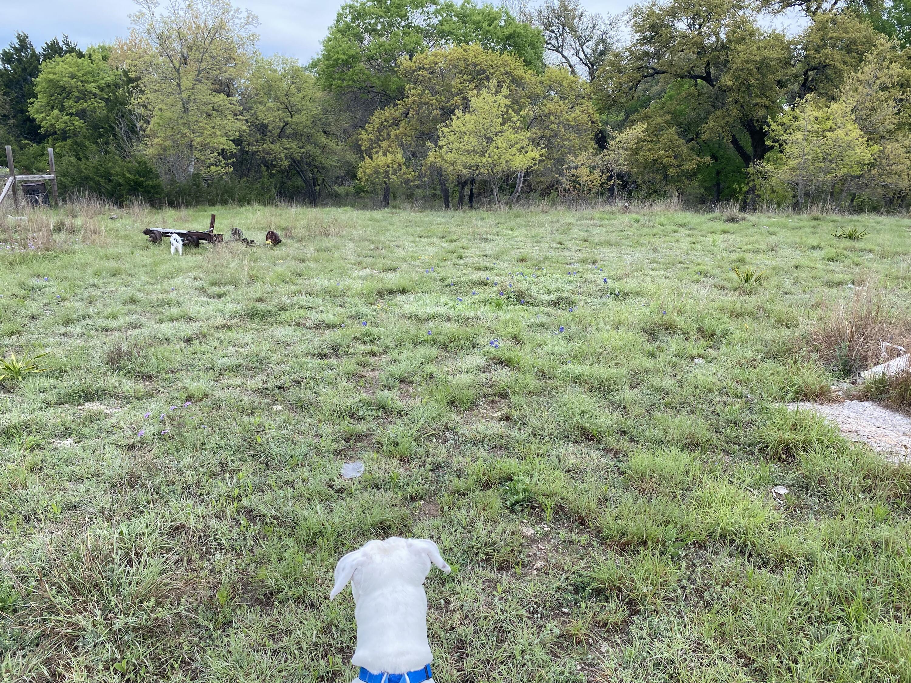 175 West Bear Creek Road Liberty Hill, TX 78642 - Photo 3 of 7 IMG_20260121_091630