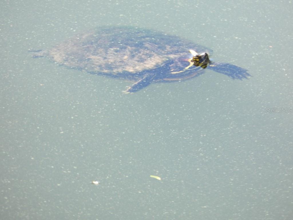 1960 Union Street, Unit 41 Clearwater, FL 33763 - Photo 38 of 45