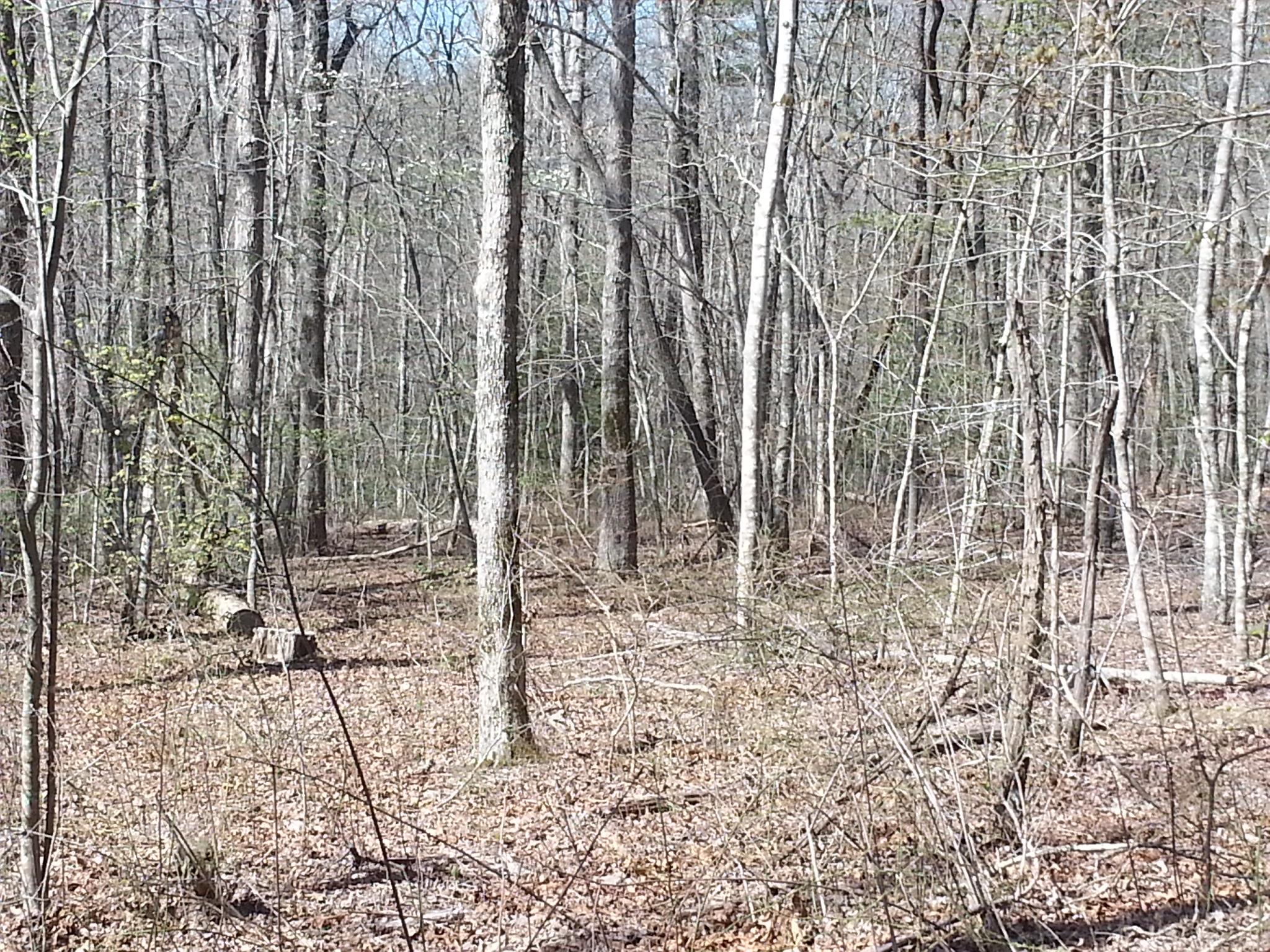 0 Flat Branch Road Tracy City, TN 37387 - Photo 8 of 9 Gallery Image 8