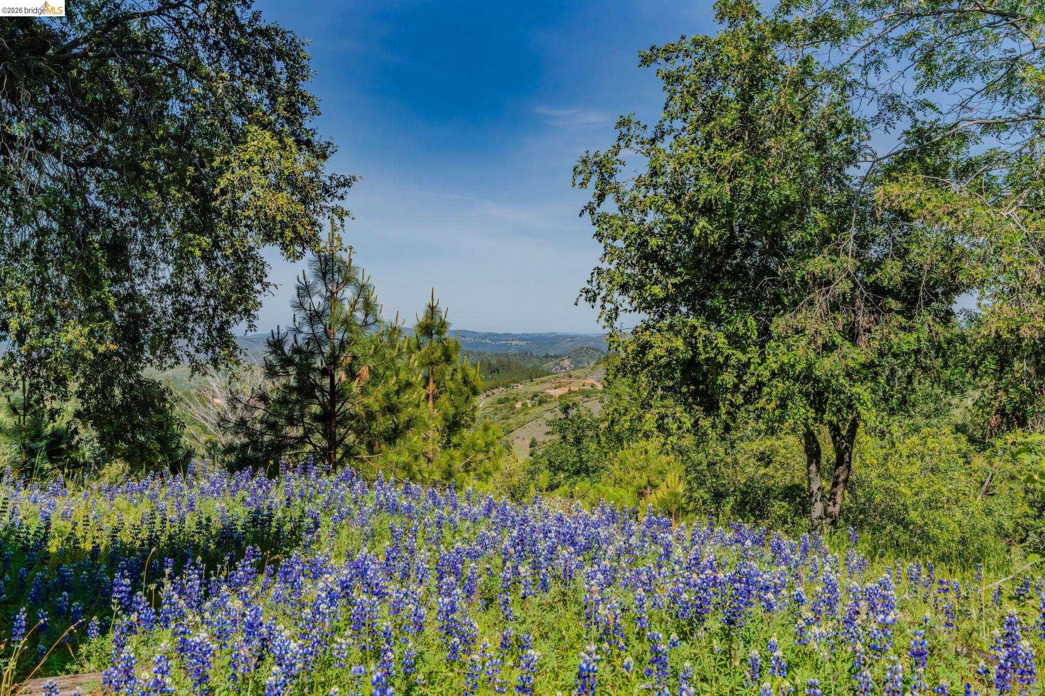 6161 Fullen Road Murphys, CA 95247 - Photo 16 of 53 a view of a garden