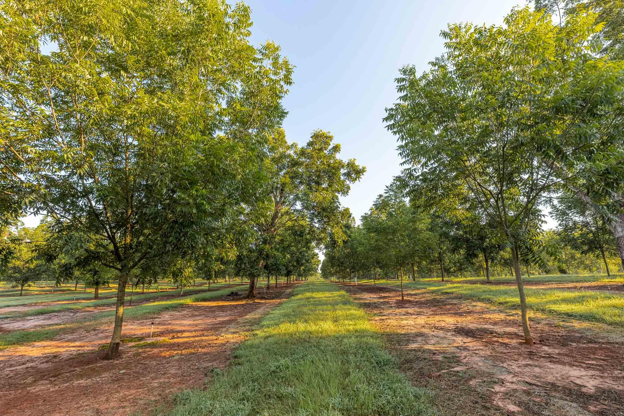 6604 Pine Island Road Albany, GA 31721 - Photo 85 of 100 PineKnollDucker-1091