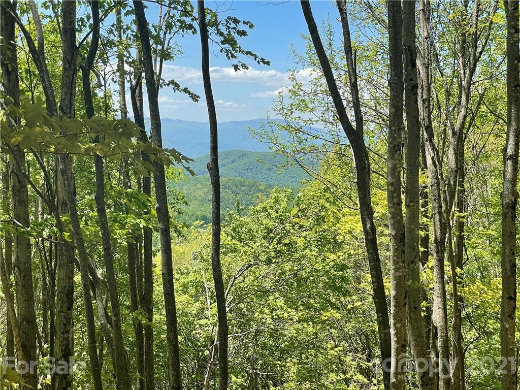 3326 Preserve Road, Unit 98 Sylva, NC 28779 - Photo 1 of 10 a close up of a plant