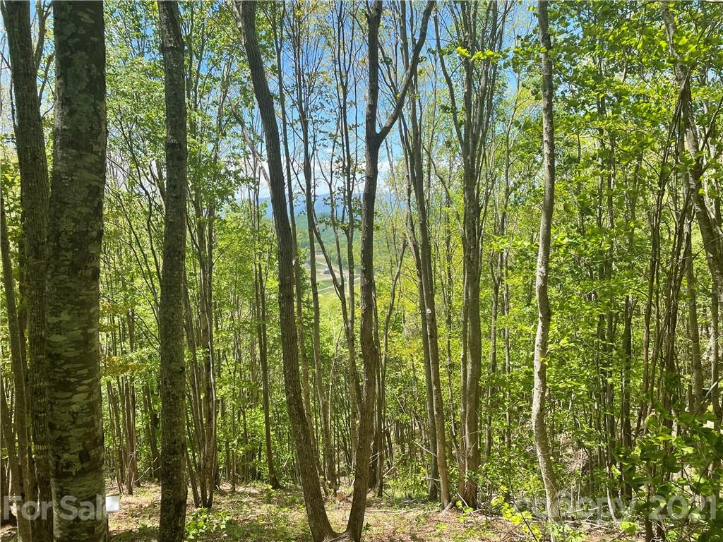3326 Preserve Road, Unit 98 Sylva, NC 28779 - Photo 4 of 10 a view of forest