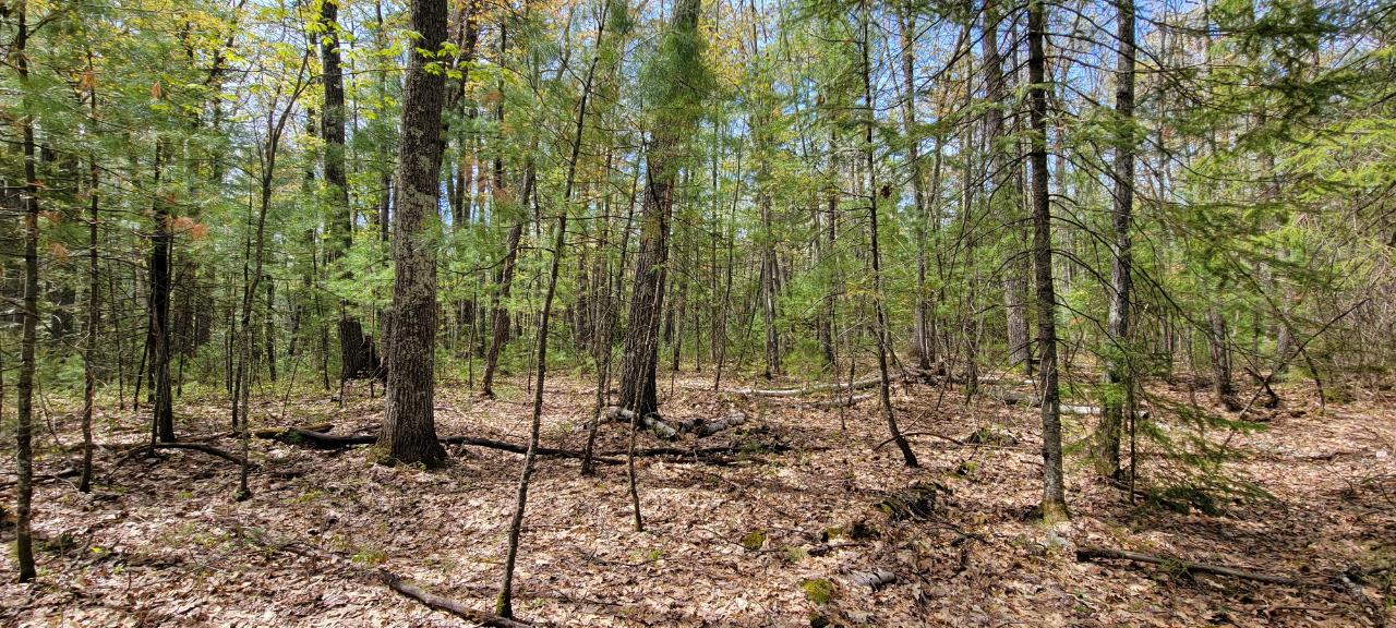 Off Witches Lake Road, Unit LOT 4 Woodruff, WI 54568 - Photo 15 of 39 Gallery Image 15