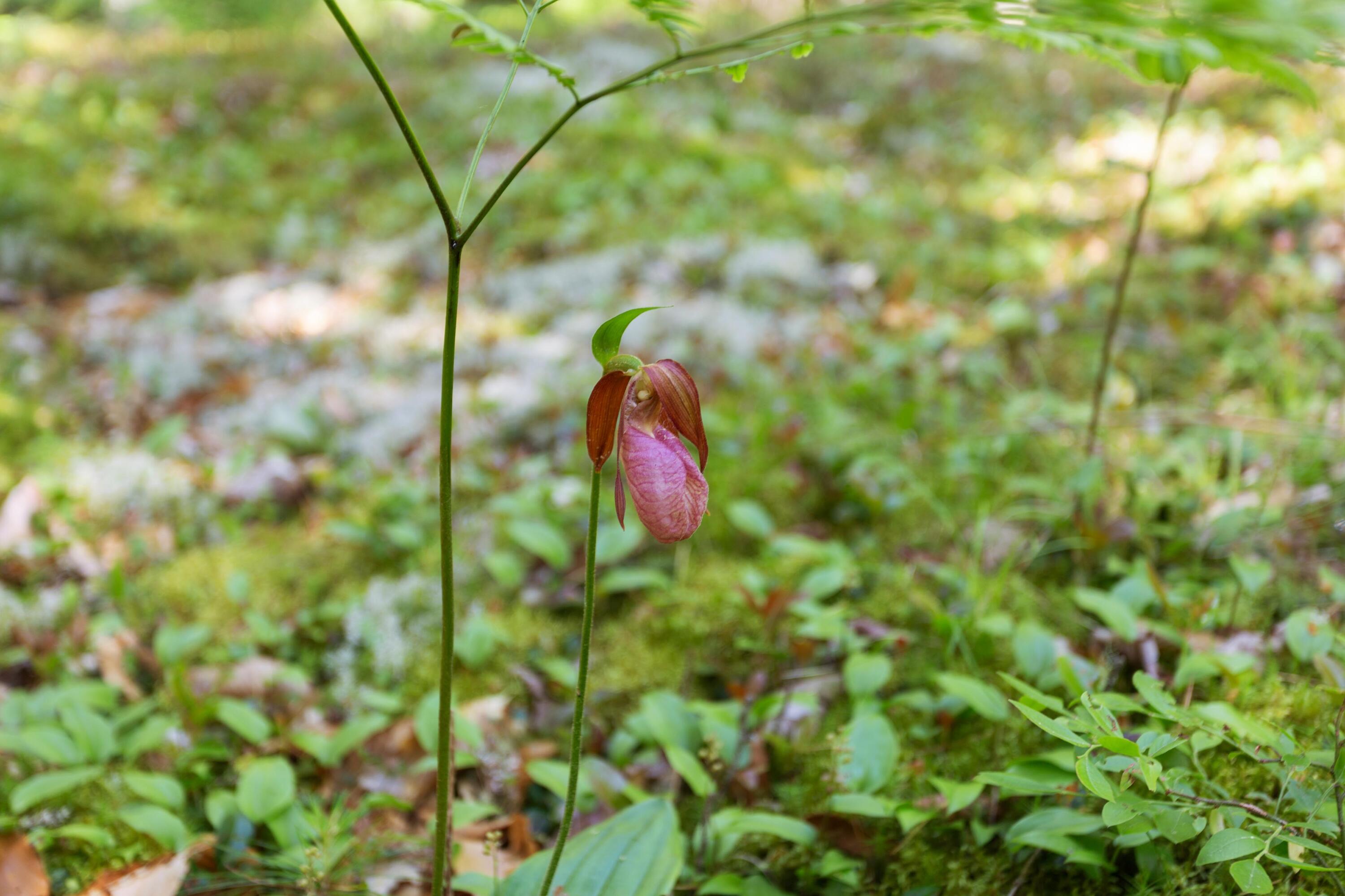 1214 Macomber Mill Road Eastbrook, ME 04634 - Photo 30 of 31 Lady Slipper