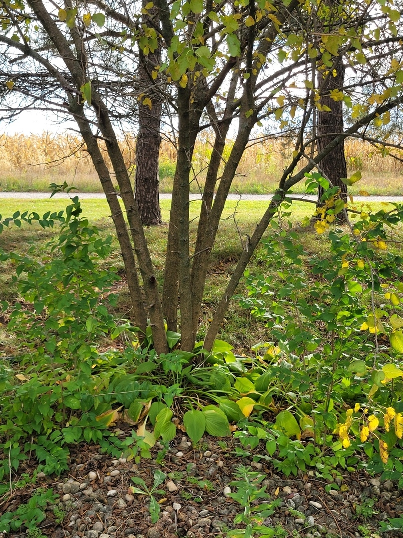 47 Partridge Lane, Unit 47PART Beecher, IL 60401 - Photo 6 of 16 a view of a tree in a yard