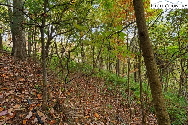 a backyard of a house with lots of plants and trees