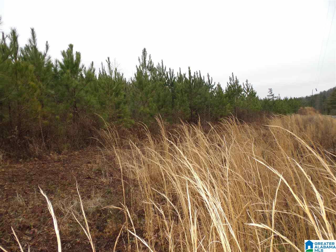 Jackson Trail, Unit 4 Albertville, AL 35950 - Photo 11 of 13