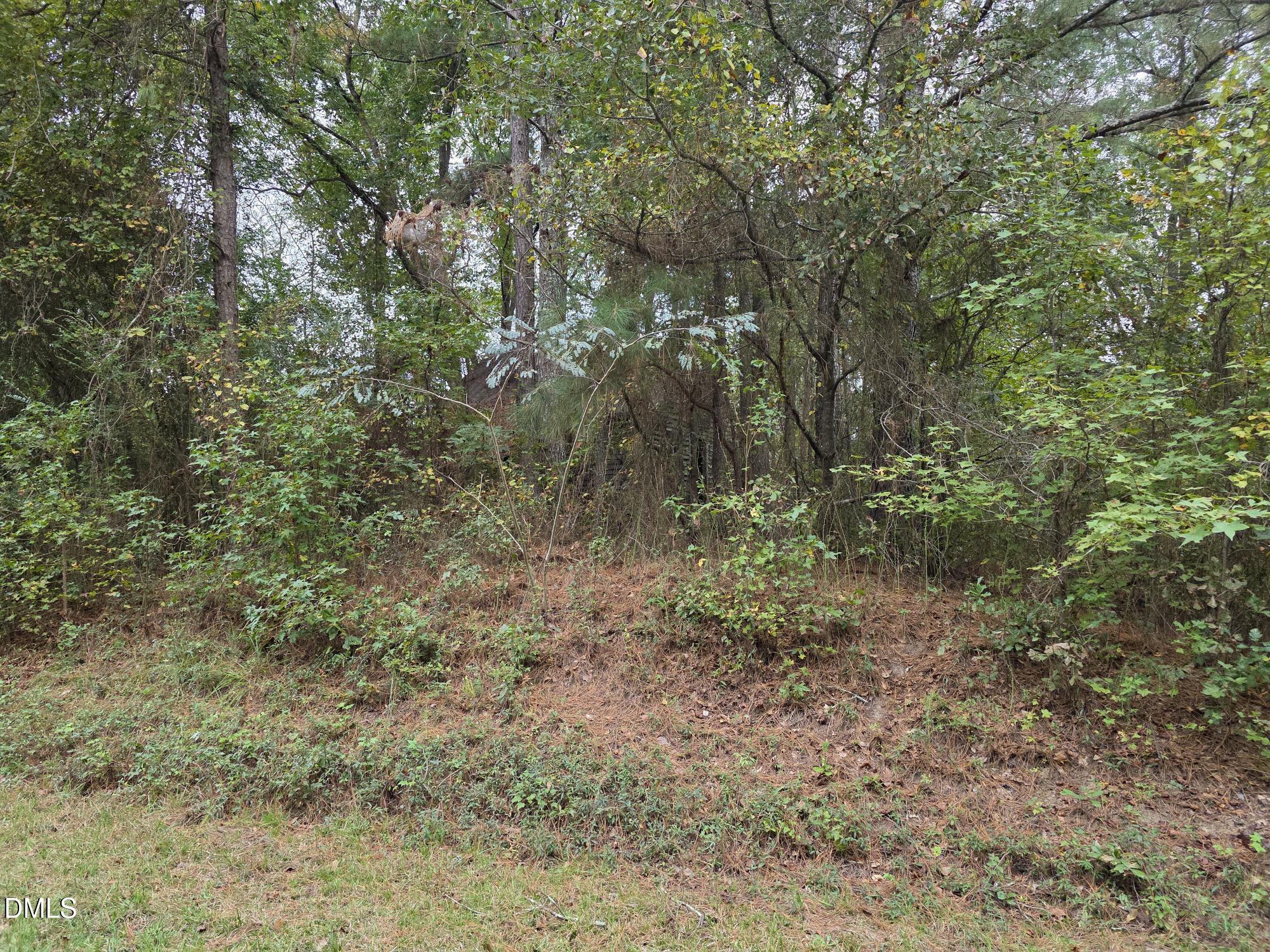 0 Camelia Road Benson, NC 27504 - Photo 8 of 9 a view of a forest with trees in the background