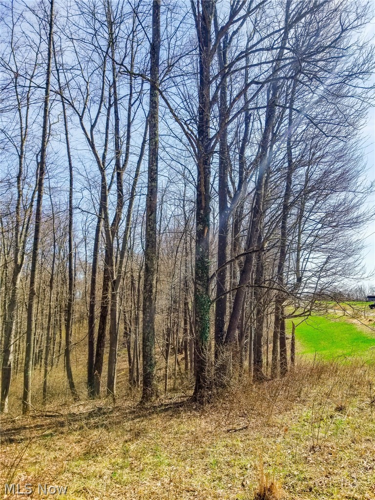 17805 Early Cemetary Road Kimbolton, OH 43749 - Photo 15 of 30 View of local wilderness