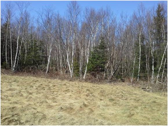 564 Hedgehog Hill Road South Mount Holly, VT 05730 - Photo 10 of 11