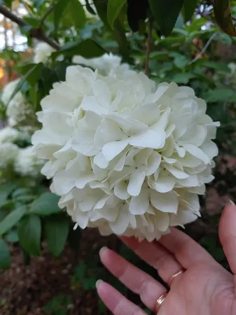 $520,000 | 269 Montgomery Drive, Mokelumne Hill, CA 95245