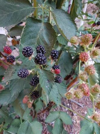 $520,000 | 269 Montgomery Drive, Mokelumne Hill, CA 95245