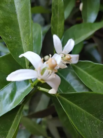 $520,000 | 269 Montgomery Drive, Mokelumne Hill, CA 95245