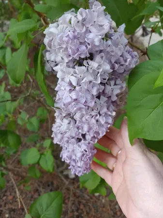 $520,000 | 269 Montgomery Drive, Mokelumne Hill, CA 95245