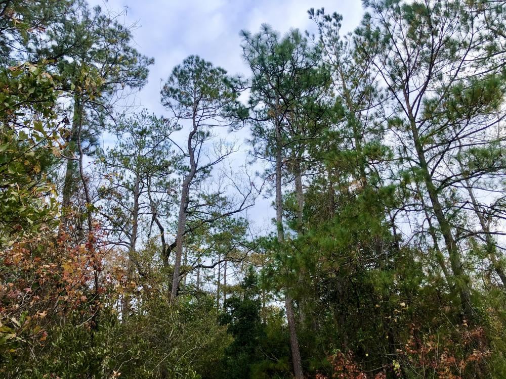 Tara Boulevard Daphne, AL 36527 - Photo 7 of 11