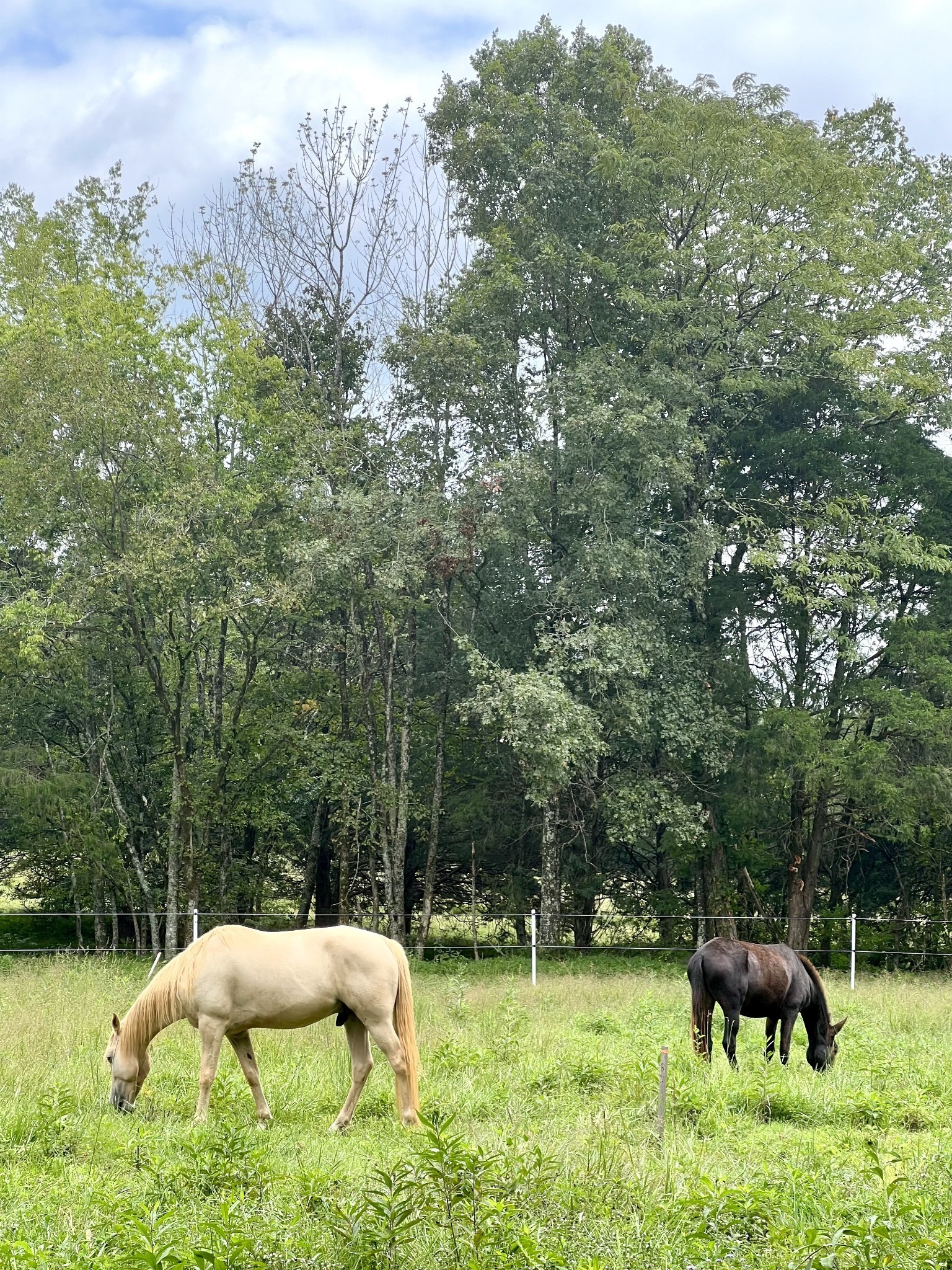 0 Oregon Road Milton, TN 37118 - Photo 11 of 21