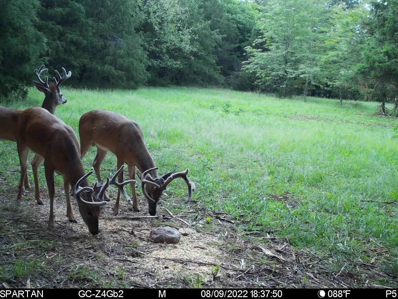 0 Oregon Road Milton, TN 37118 - Photo 14 of 21