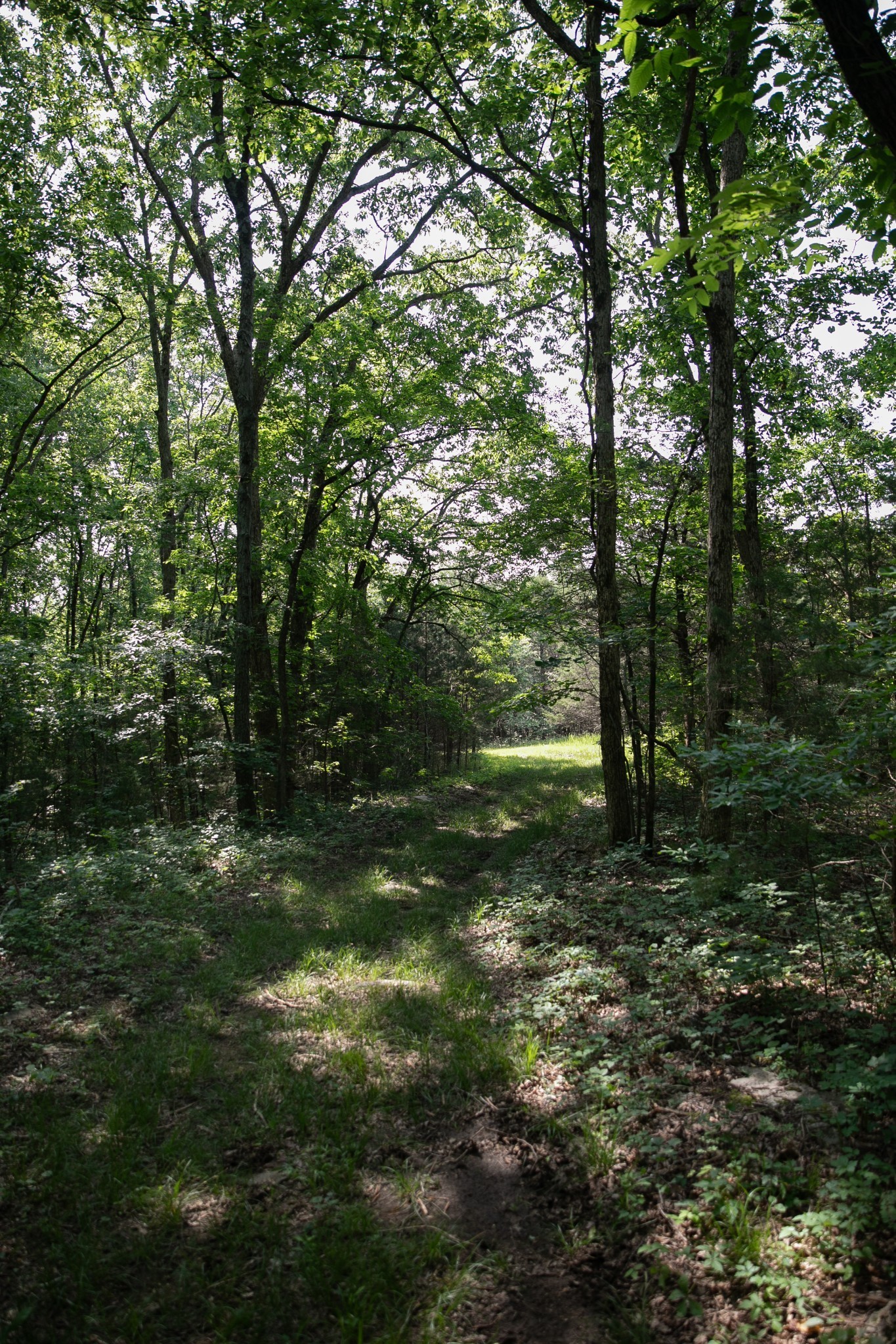 0 Oregon Road Milton, TN 37118 - Photo 8 of 21