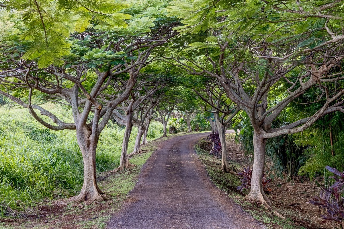 7475 E Koolau Road, Unit D Kilauea, HI 96754 - Photo 7 of 30 a view of a park with large trees