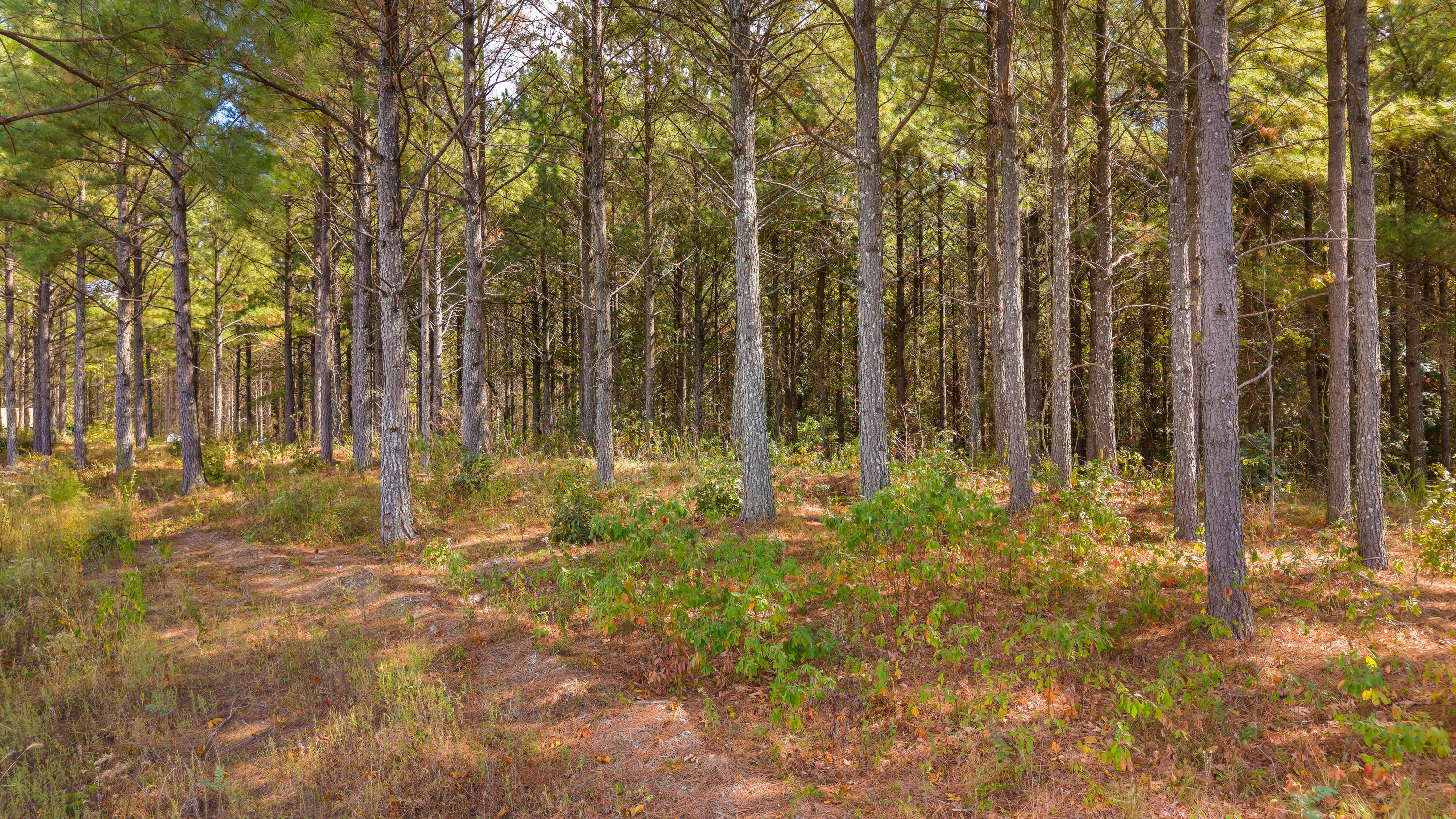 0 Riverbend Road, Unit LOT 2402 Guild, TN 37340 - Photo 20 of 68 2026_09_September_Lot_2402_River_Bend_Rd