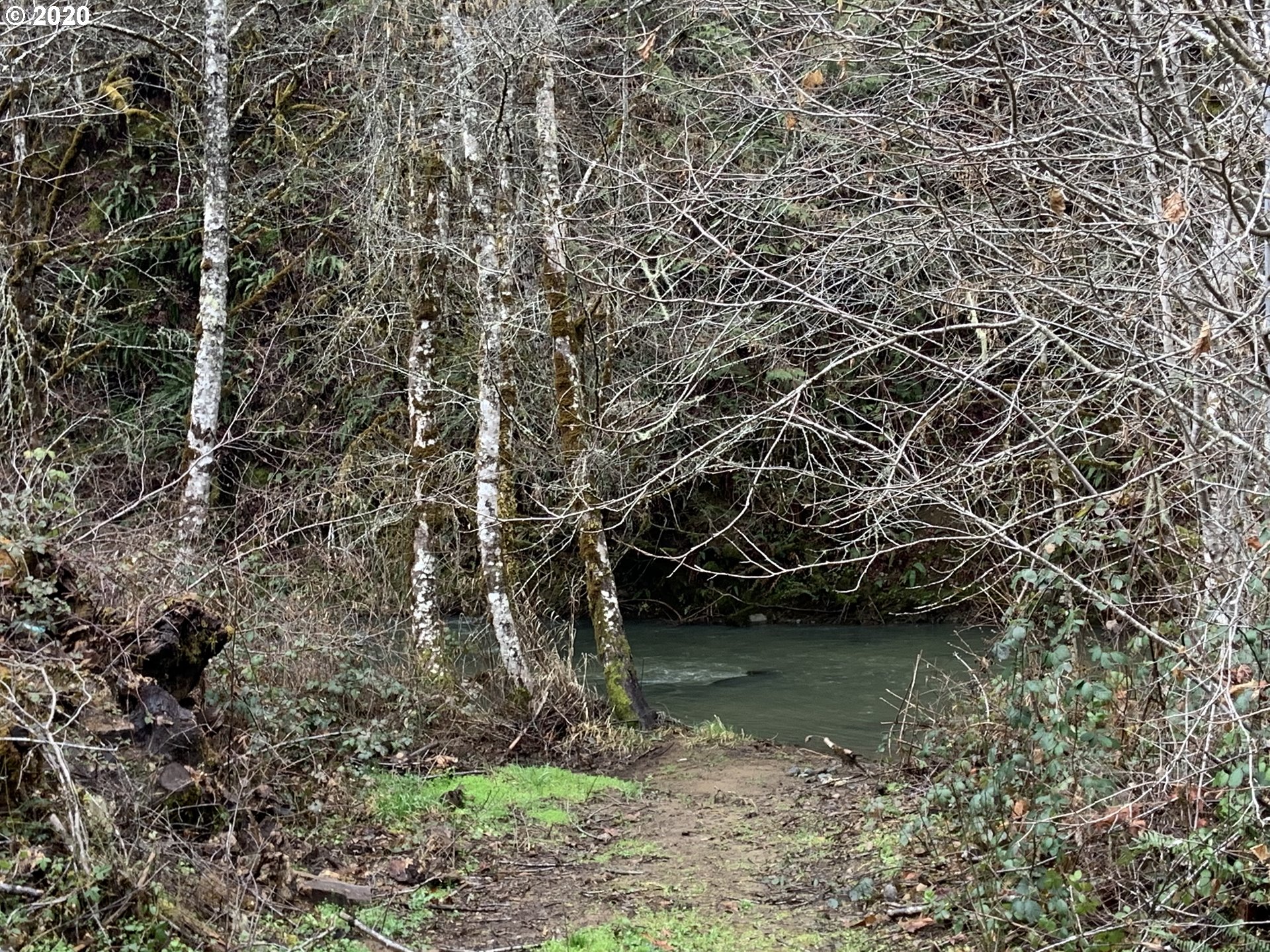 9995 Upper Olalla Road Winston, OR 97496 - Photo 19 of 29 a view of river covered with tall trees