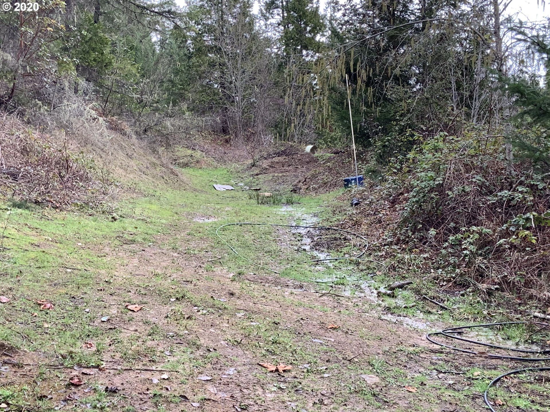 9995 Upper Olalla Road Winston, OR 97496 - Photo 21 of 29 a view of a forest with trees in the background
