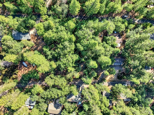 a view of a garden with a tree