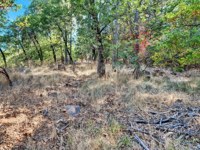 a view of a forest with trees in the background