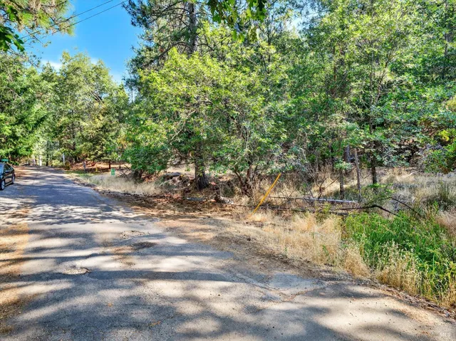 a view of a yard with plants and trees