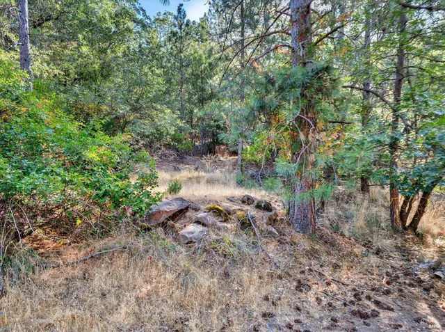 a view of a forest with lawn chairs