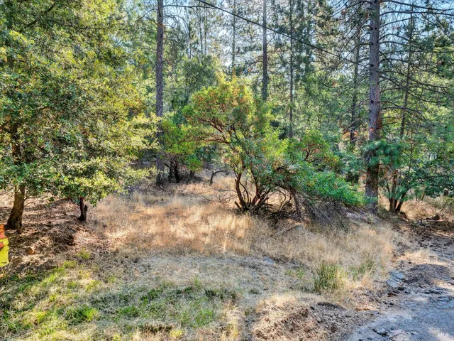 a view of a forest with lots of trees