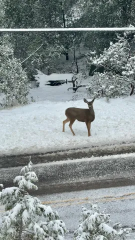 $595,000 | 27720 Saunders Meadow Road, Idyllwild, CA 92549