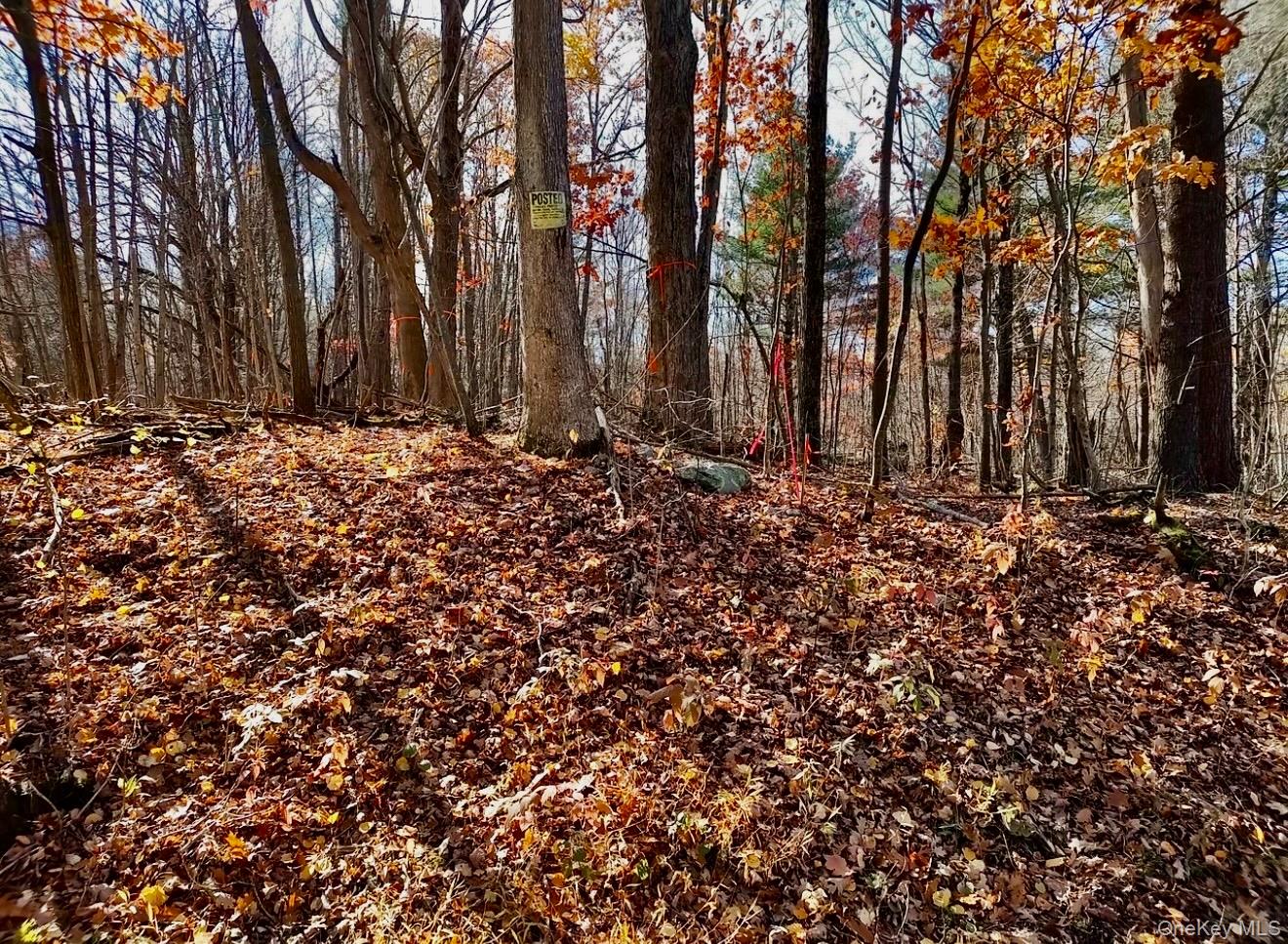 Manor Rock Road Craryville, NY 12521 - Photo 9 of 12 a view of a backyard with large trees