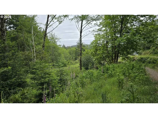 a open area with trees in the background