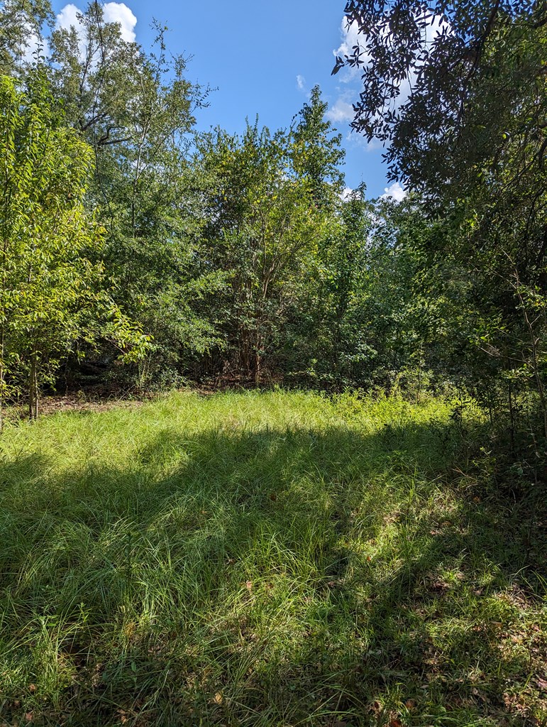 382 Friendship Road Gordon, AL 36343 - Photo 6 of 9
