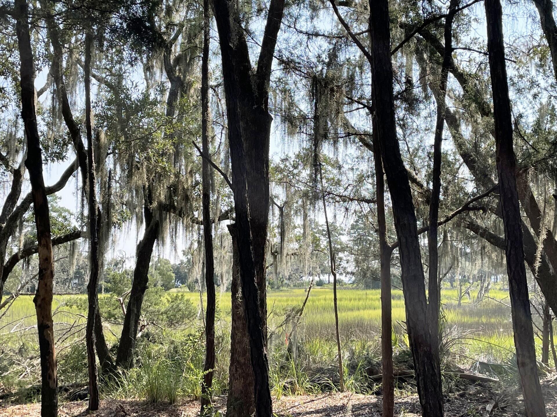 3 Long Island Road Meggett, SC 29449 - Photo 19 of 41 Oak lined bank!