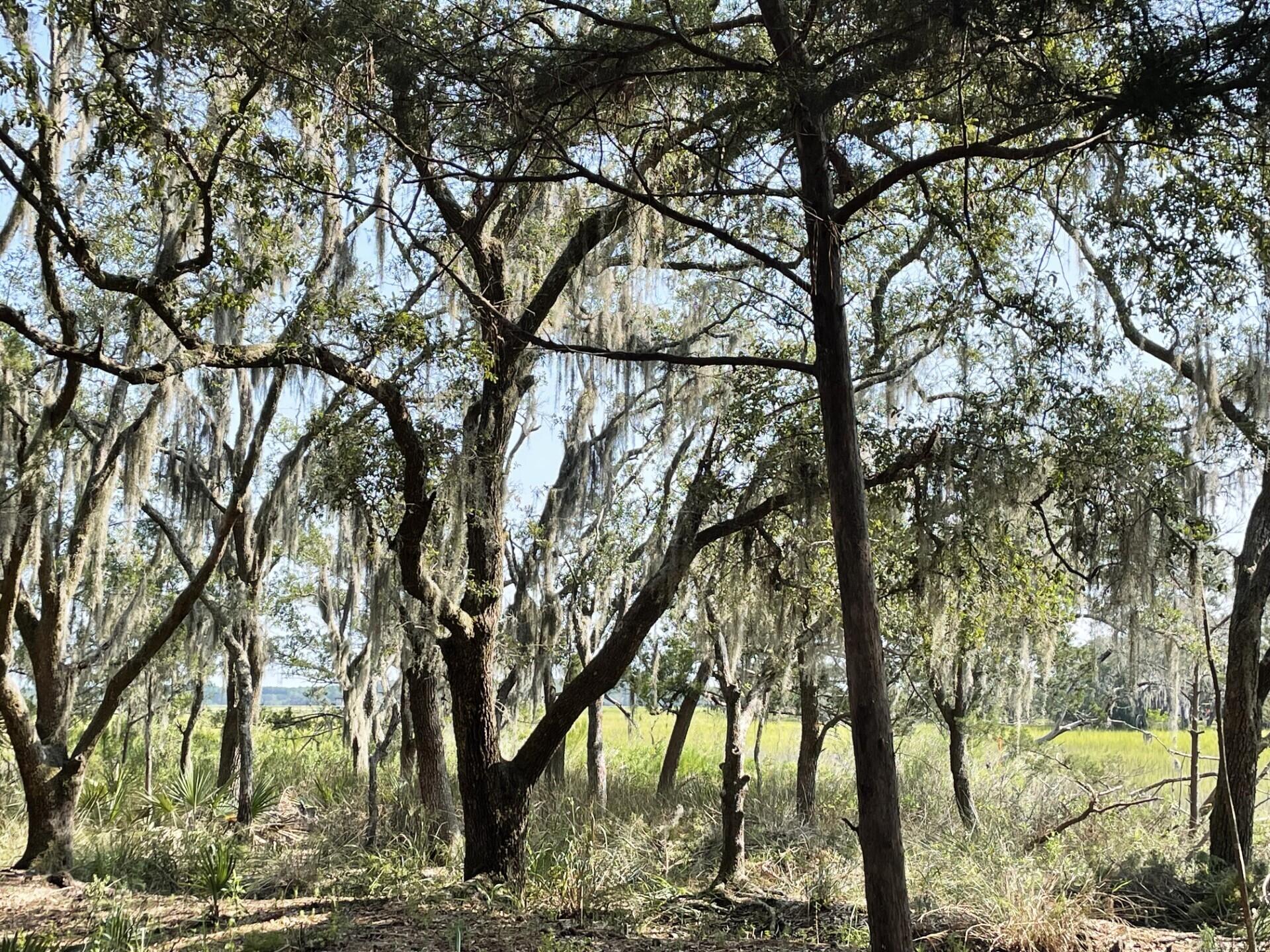 3 Long Island Road Meggett, SC 29449 - Photo 23 of 41 Wooded lot!