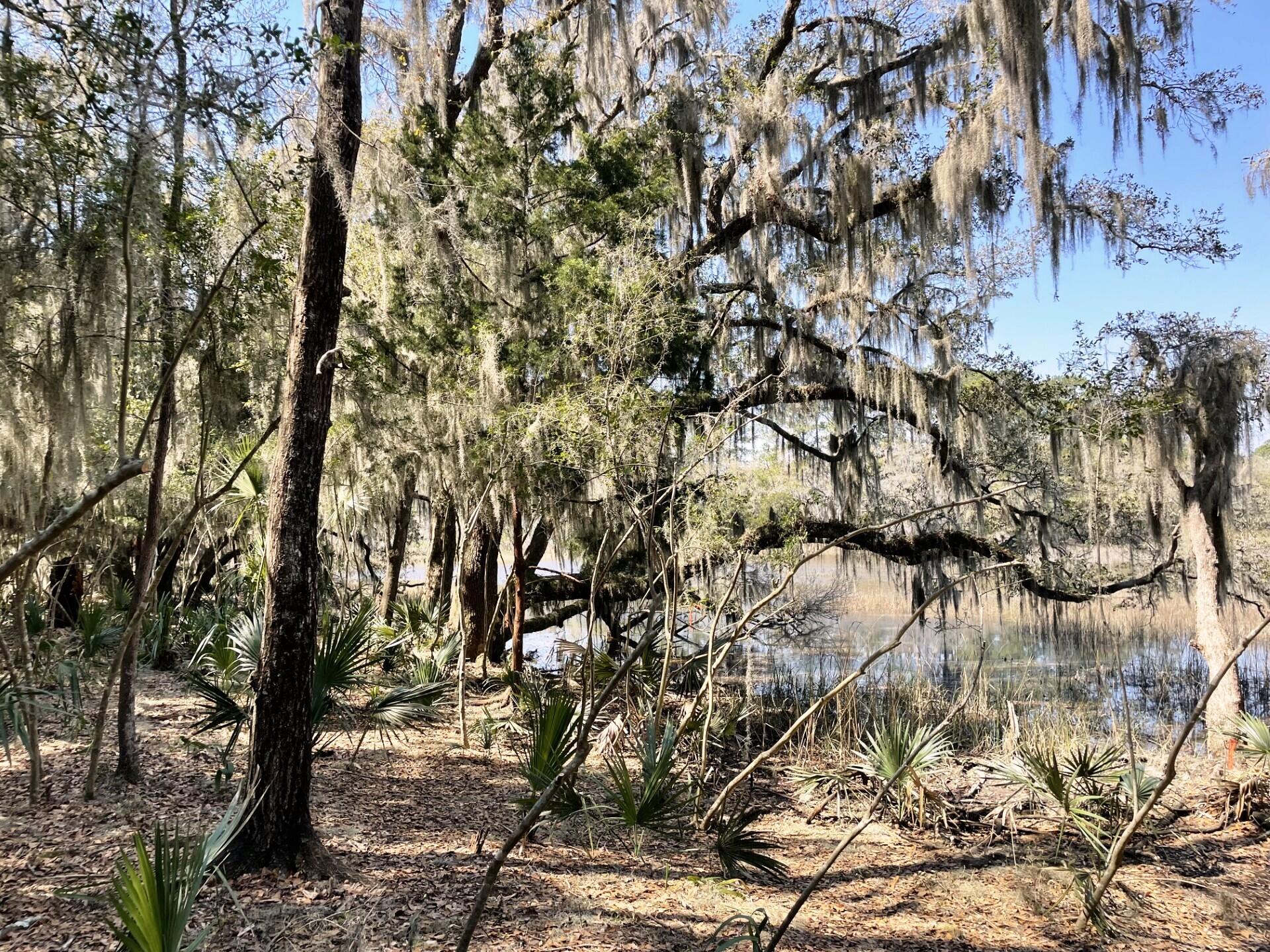 3 Long Island Road Meggett, SC 29449 - Photo 27 of 41 Live oaks