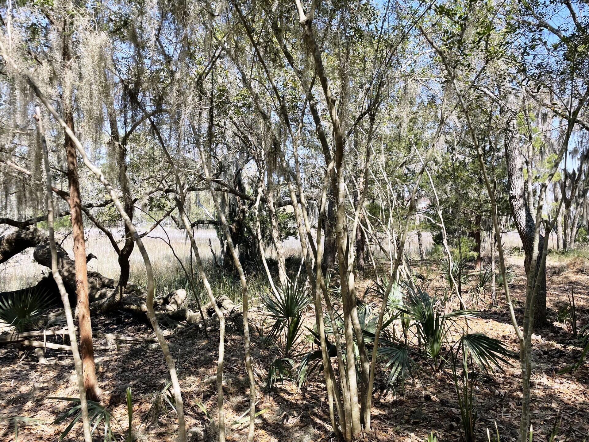 3 Long Island Road Meggett, SC 29449 - Photo 29 of 41 Lots of wildlife
