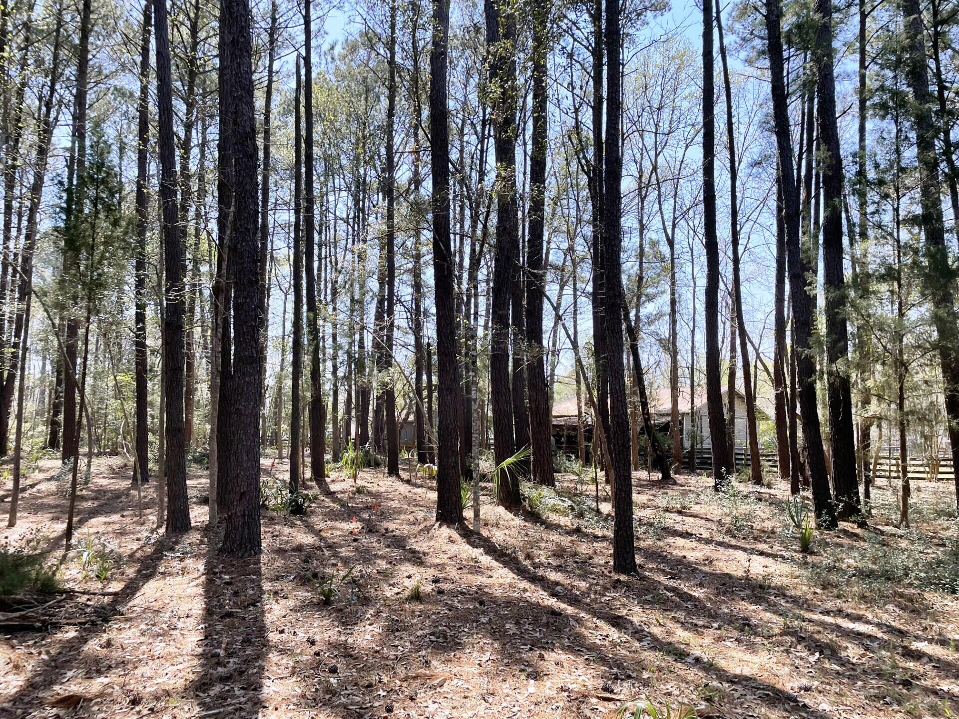 3 Long Island Road Meggett, SC 29449 - Photo 34 of 41 Wooded pic