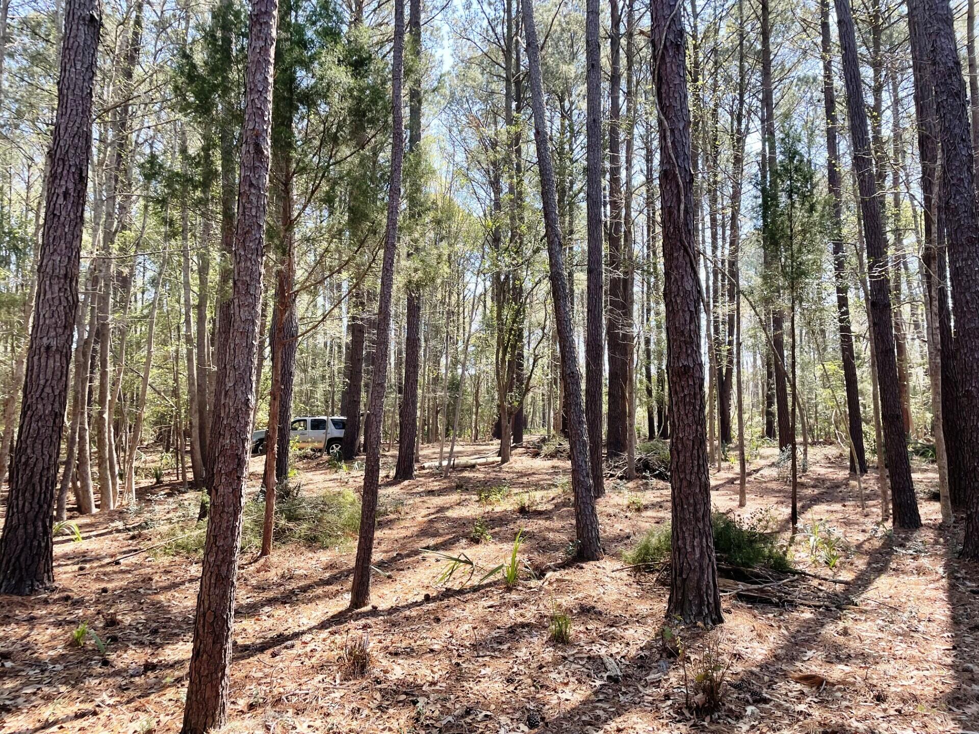 3 Long Island Road Meggett, SC 29449 - Photo 35 of 41 Wooded pic