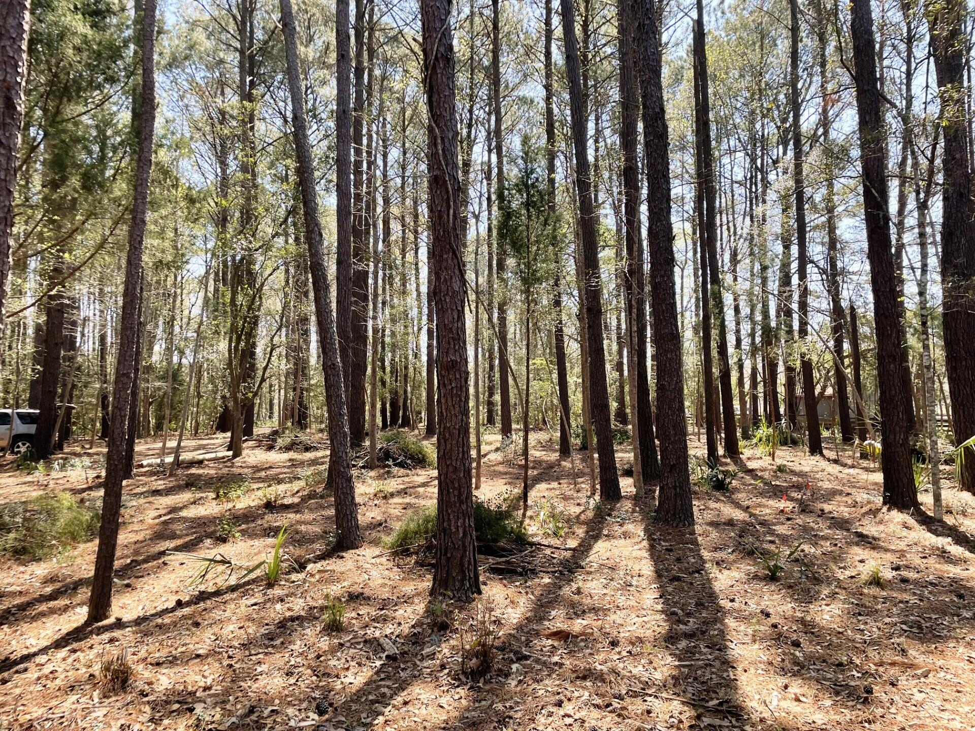 3 Long Island Road Meggett, SC 29449 - Photo 36 of 41 Wooded pic
