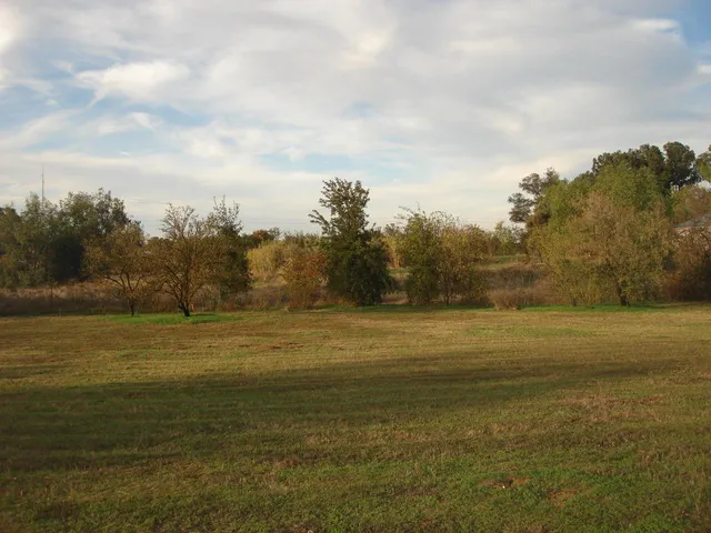 a view of yard with trees