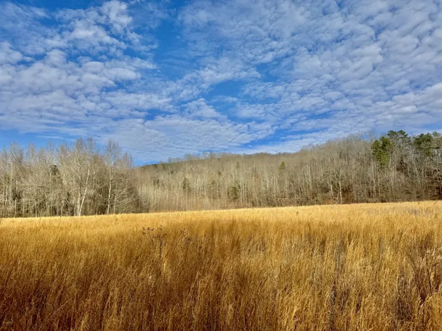 a view of a dry yard with trees