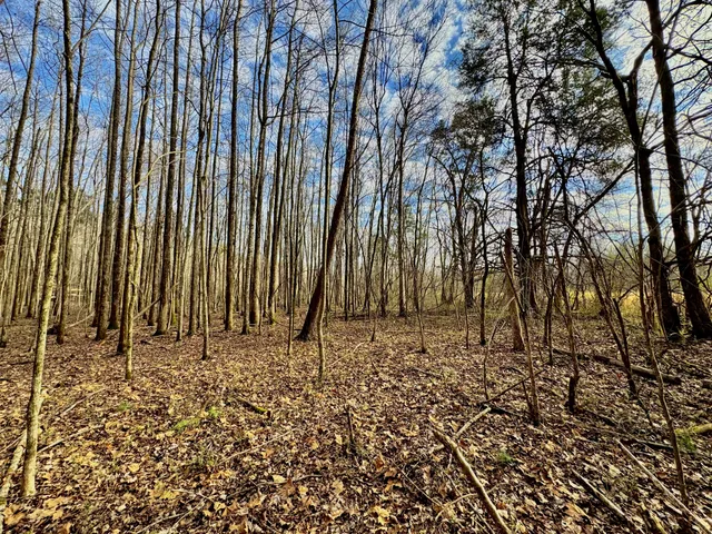 a view of yard covered with trees